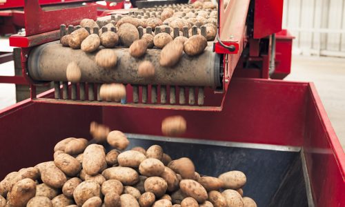 Harvested potatoes falling from a conveyor into a hopper collection following automatic grading.